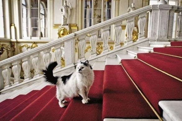 Chat dans les escaliers de l'ermitage qui surveille le musée