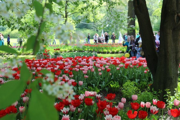 Saint-Pétersbourg, festival de tulipes