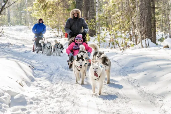 Chiens de traîneaux